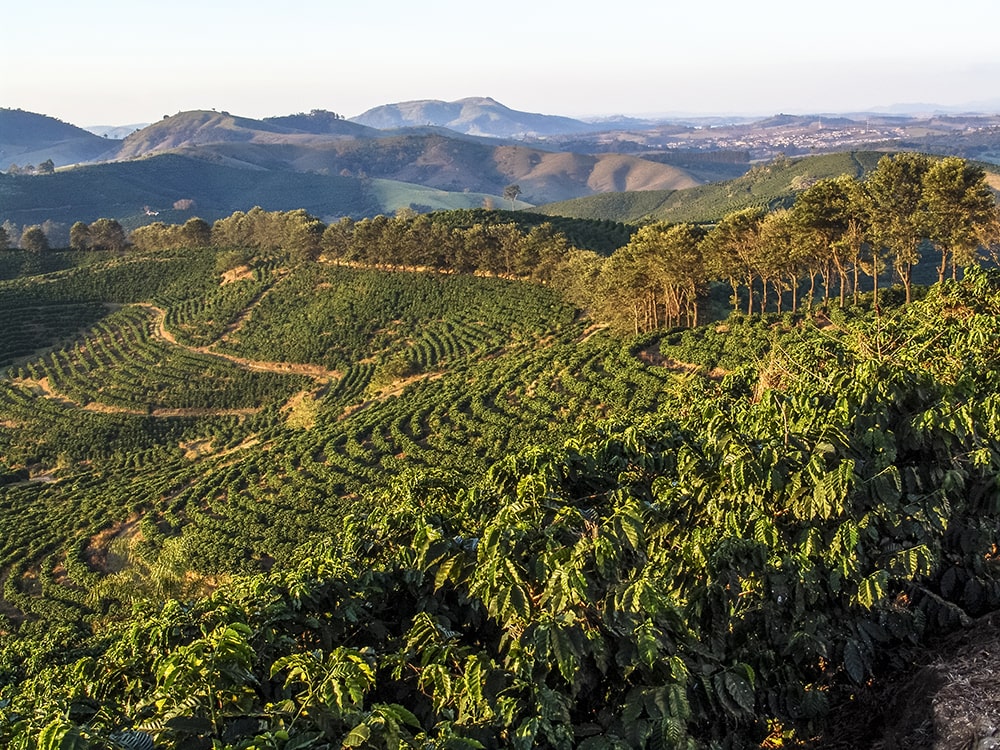 Brazil coffee plantation