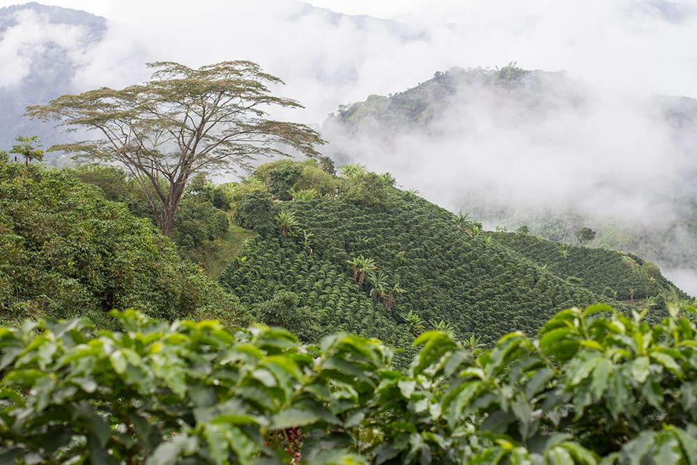 Colombia coffee plantation