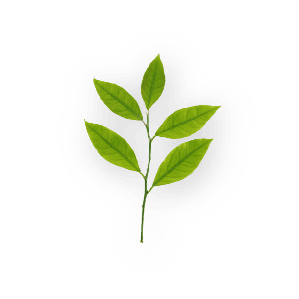 Pod